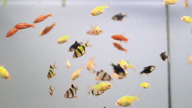 Many small aquarium fish. Barbus, swordtail