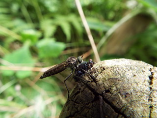 ムシヒキアブ horse fly