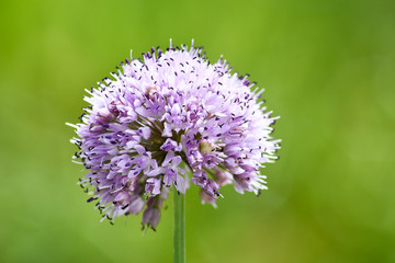 Onions flowers