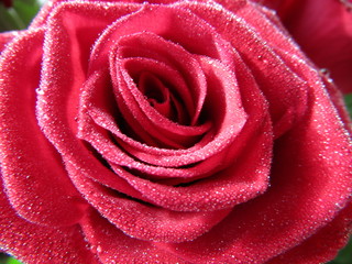 Red rose macro with water drops on the petals
