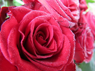 Red rose macro with water drops on the petals