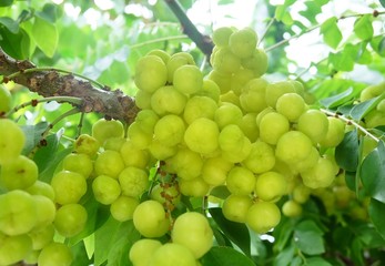 Bunch of Star Gooseberries on The Tree