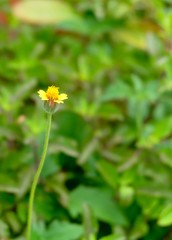 Lovely Fresh Coatbuttons or Tridax Daisy Flower