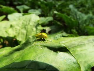 チャバネアオカメムシ stinkbug