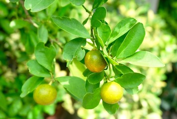 Fresh Kumquats or Small Oranges on Tree