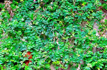 Ficus Pumila or Climbing Fig on The Wall
