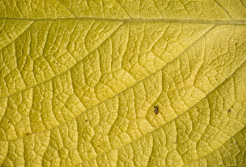 Obraz premium texture of leaf