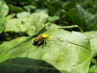 チャバネアオカメムシ stinkbug