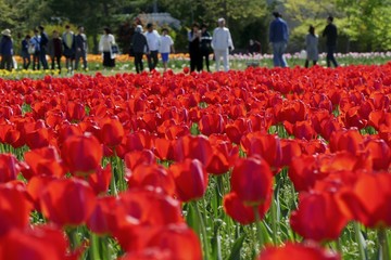 《ブルーメッセ秋田のチューリップ》秋田県潟上市