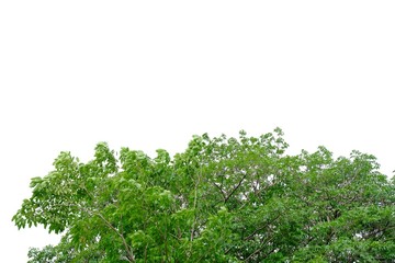 Tropical plants on white isolated background for green foliage backdrop