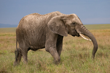 Fototapeta na wymiar Trunk out stretched elephant in Masai Mara