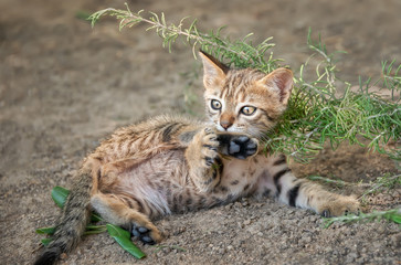  Cute brown tabby cat kitten is playing with its leg and roll around on its back, exposes its belly, Cyclades, Aegean island, Greece 