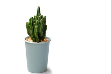 Cactus flower growing in a blue pot on white isolated background 