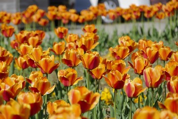 Obraz premium 《ブルーメッセ秋田のチューリップ》秋田県潟上市