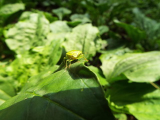 チャバネアオカメムシ stinkbug