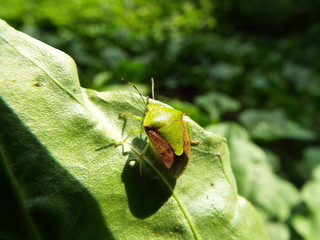 チャバネアオカメムシ stinkbug