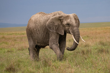 Naklejka na ściany i meble close up of mud covered elephant in the Masai Mara