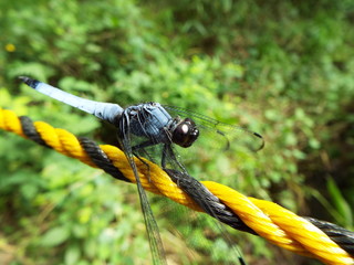 シオカラトンボ dragonfly