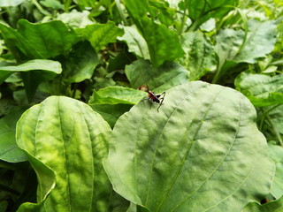 ササキリ 幼体 grasshopper