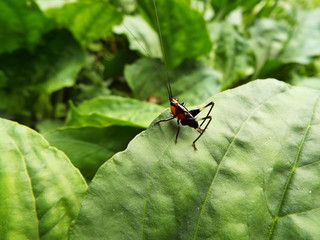 ササキリ 幼体 grasshopper