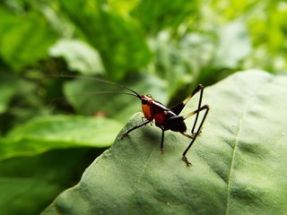 ササキリ 幼体 grasshopper