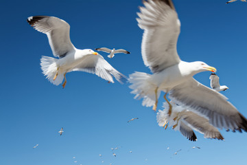 Stado mew nad portem rybackim Essaouira © Miroslaw