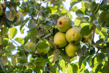 Branch of ripe pear on tree in garden. Green sweet pear on tree in fruit garden.