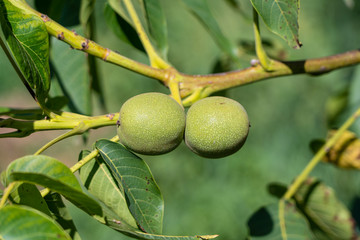 Branch of ripe walnuts on tree in garden. Green walnuts on tree in fruit garden