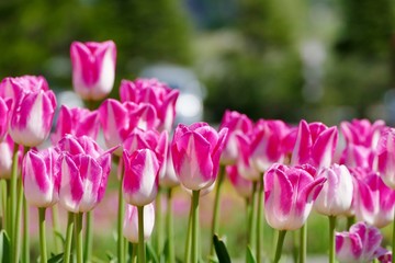 《ブルーメッセ秋田のチューリップ》秋田県潟上市