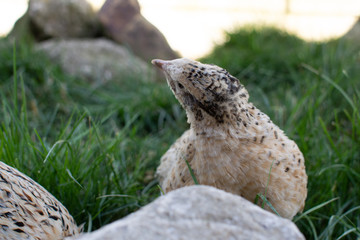 Wachtel im Gras