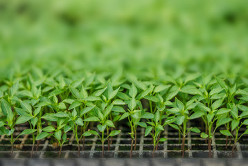 Rows of potted seedlings and young plants,  selective focus