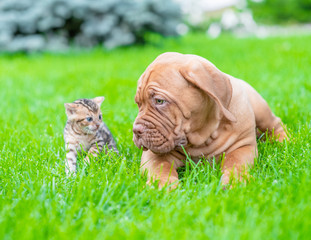 Bordeaux Mastiff puppy looking at baby bengal kitten on green summer grass