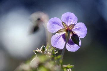 Storchschnabel - Geraniaceae