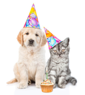 Golden retriever puppy and tabby kitten in birthday hats with cupcake. isolated on white background