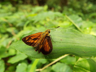 コキマダラセセリ skipper