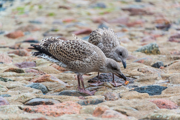 Zwei Seemöwen an der Ostsee streiten sich um die Nahrung