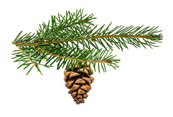 Spruce branch with pinecone isolated on white background with clipping path