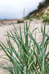 Dune vegetation. Grass with dew drops. Slowinski National Park on the Baltic Sea coast, near Leba,...
