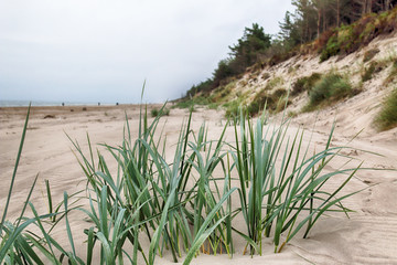 Dune vegetation. Grass with dew drops. Slowinski National Park on the Baltic Sea coast, near Leba,...