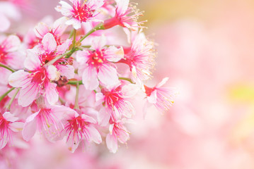 Spring time with beautiful cherry blossoms, pink sakura flowers.