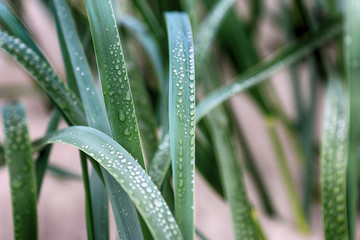 Dune vegetation. Grass with dew drops. Slowinski National Park on the Baltic Sea coast, near Leba,...