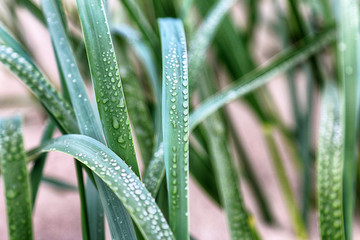 Dune vegetation. Grass with dew drops. Slowinski National Park on the Baltic Sea coast, near Leba,...