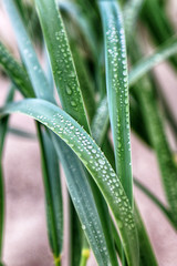 Dune vegetation. Grass with dew drops. Slowinski National Park on the Baltic Sea coast, near Leba,...