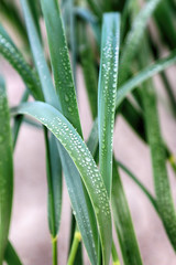 Dune vegetation. Grass with dew drops. Slowinski National Park on the Baltic Sea coast, near Leba,...