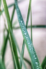 Dune vegetation. Grass with dew drops. Slowinski National Park on the Baltic Sea coast, near Leba,...