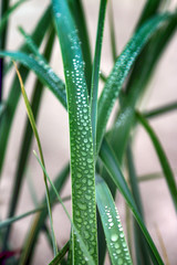 Dune vegetation. Grass with dew drops. Slowinski National Park on the Baltic Sea coast, near Leba,...