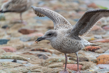Zwei Seemöwen an der Ostsee streiten sich um die Nahrung