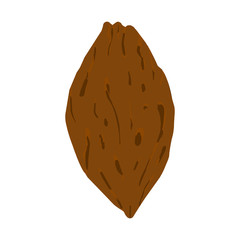 Peach seed on white background. Vector Illustration.