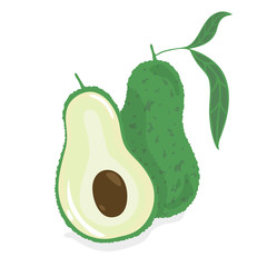 Avocado fresh fruit. Vector illustration.