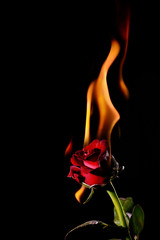 the burning red rose